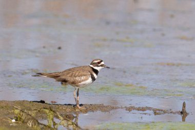 Bataklıkta duran katil geyik.