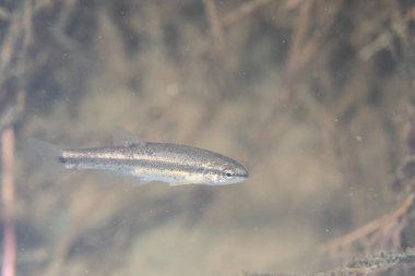 Batının kara burunlu dası