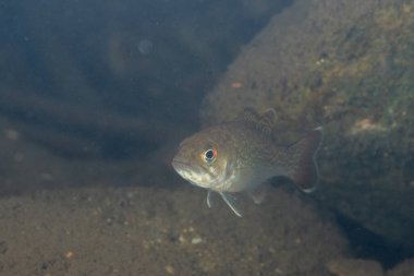 Redeye levreği nehirde yüzüyor.