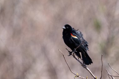 Tünekte kırmızı kanatlı karatavuk