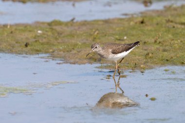 Küçük sarı bacak kıyıya yakın duruyor. 