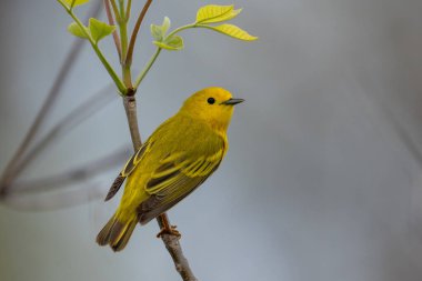 Sarı bülbül tüneğinde