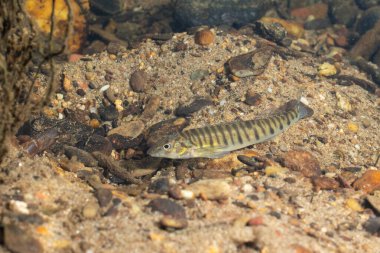 Sallanan nehir tabanında Loglevrek dartı