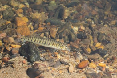 Logperch darter on rocker river bottom clipart