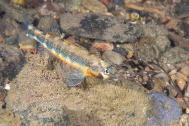 Nehrin dibindeki Gilt darter