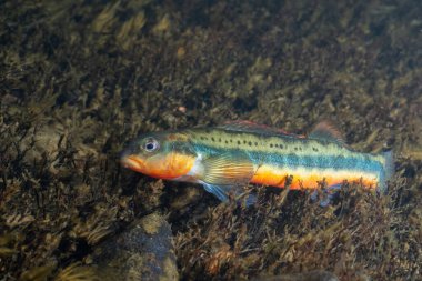 Mandalina dartı yosunlu nehir yatağında