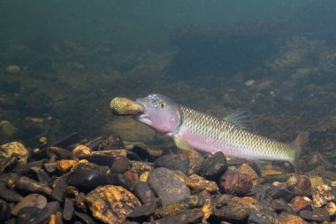Kaya ve bina tepeciklerini tutan 