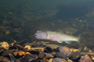 Kaya ve bina tepeciklerini tutan 