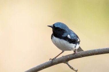 Tüneğin üzerinde siyah boğazlı mavi bülbül