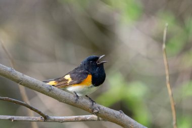 Bir levrekte Amerikan kızılı