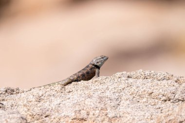 Çölde sarı sırtlı dikenli kertenkele