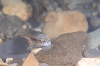 Batının kara burunlu dası