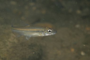 Kaya gibi bir nehirde lekeli kuyruk parlıyor