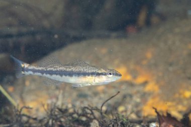 Çimenli nehir yatağında köprü dartı