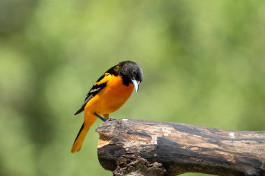 Baltimore Oriole Bir kütük üzerinde