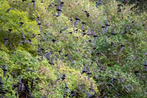 Large colony of bats flying in the jungle