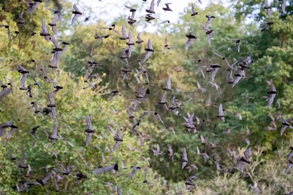 Large colony of bats flying in the jungle