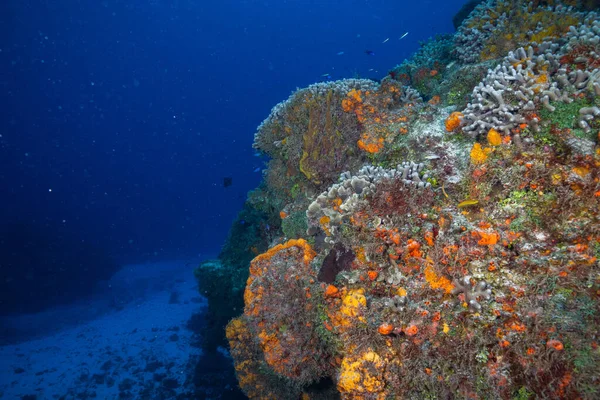 stock image Corals in the Mesoamerican Reef