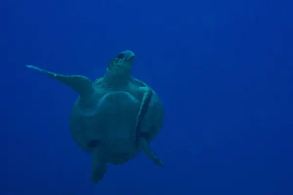 Tortuga Verde Nadando Océano — Foto de Stock