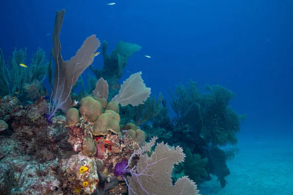 Belo Coral Fundo Oceano Imagem De Stock