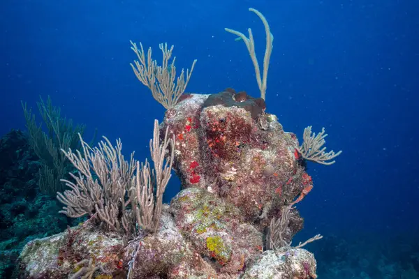 Belo Coral Fundo Oceano Fotografia De Stock