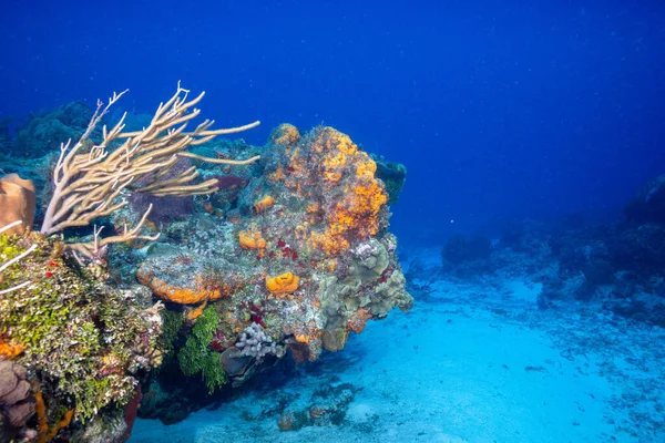 Coralli Nella Barriera Corallina Mesoamericana Foto Stock Royalty Free