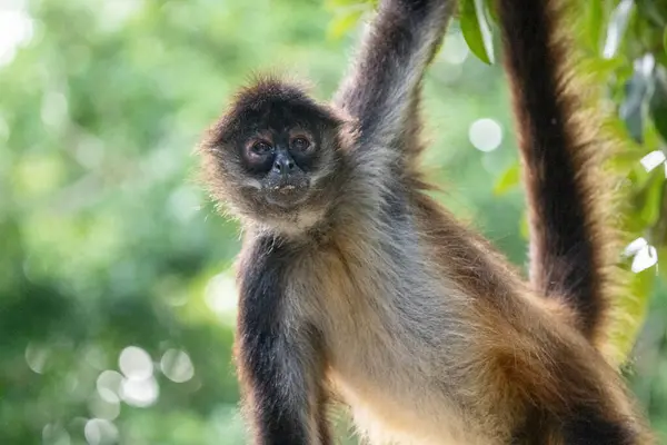 Κοντινό Πλάνο Της Μαϊμούς Αράχνης Γιουκατάν Στο Δέντρο Φωτογραφία Αρχείου