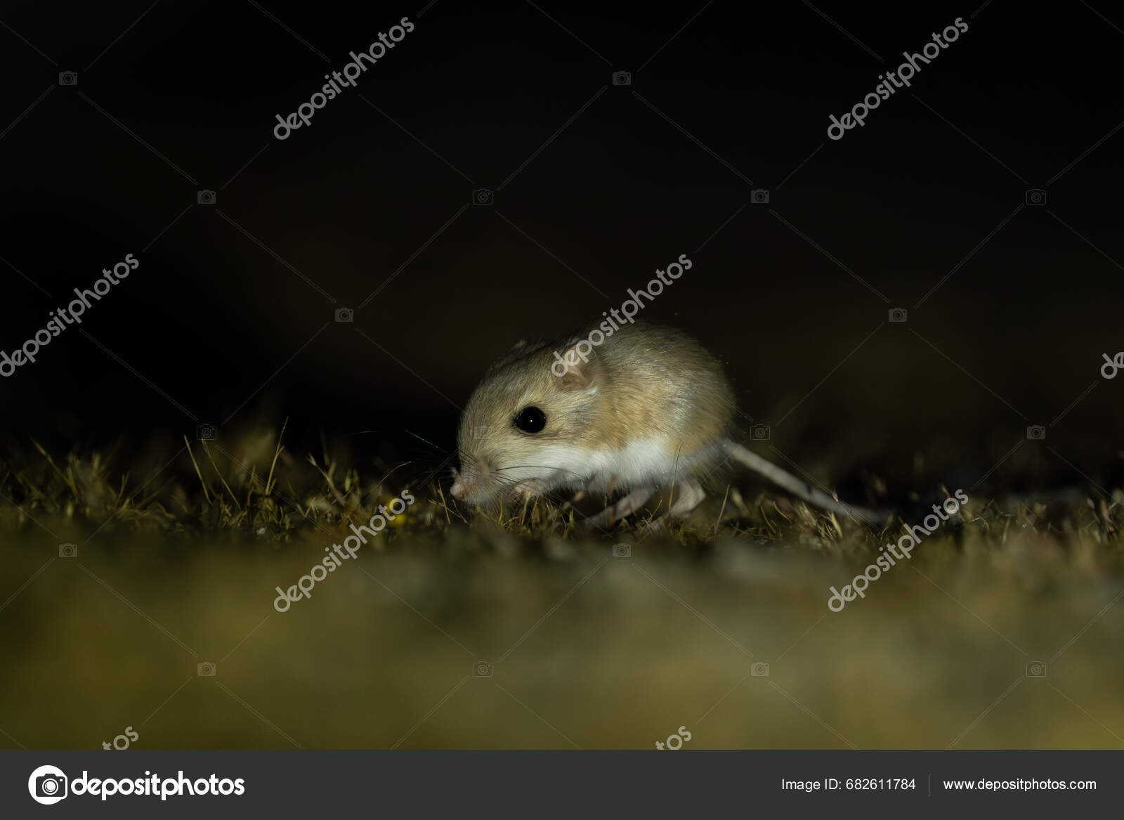 merriam-s-kangaroo-rat-foraging-night-stock-photo-by-griffins-nature