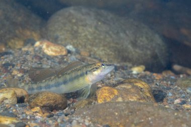 Kayalık nehir tabanında bronz darter