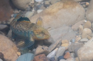 Nehir yatağının dibinde gökkuşağı dartı