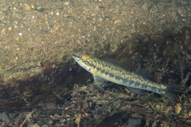 Kayalık nehir tabanında bronz darter