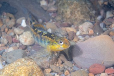 Roanoke darter nehir yatağında sergileniyor