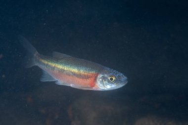 Nehirdeki Rosyside Dace