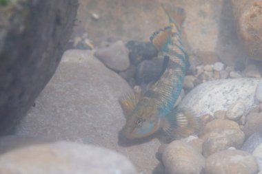 Nehrin dibindeki gökkuşağı dartı