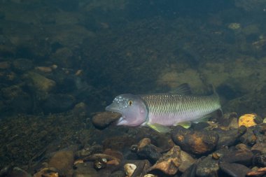 Kaya ve bina tepeciklerini tutan 