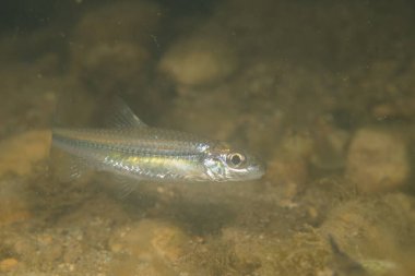 Kaya gibi bir nehirde lekeli kuyruk parlıyor