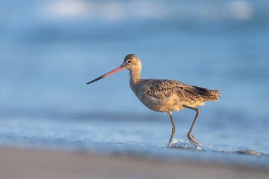 Kumsalda yürüyen mermer bir gerzek.