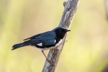 Tüneğin üzerinde siyah boğazlı mavi bülbül