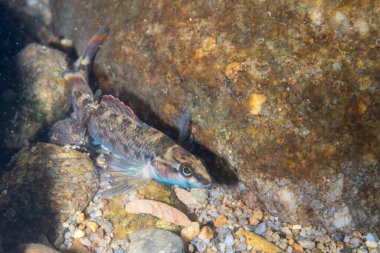 Greenthroat darter at bottom of a river clipart