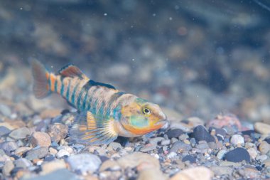 Nehrin dibindeki gökkuşağı dartı