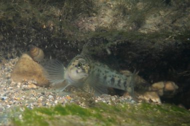 Nehrin dibindeki mavi göğüs dartı