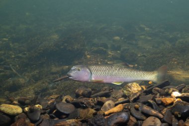 Kaya ve bina tepeciklerini tutan 