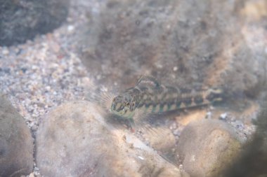 Bir nehrin dibinde sergilenen bant dartı.