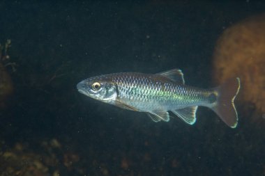 Nehirde parlayan Alabama