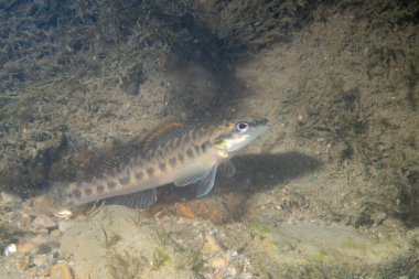 Nehrin dibinde sergilenen narin kafa dartı.