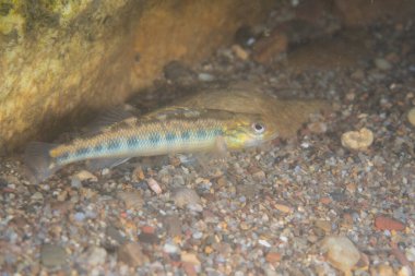 Nehir yatağında Roanoke darter