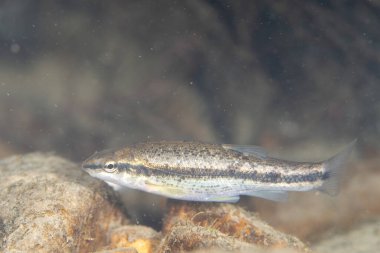 Batının kara burunlu dası