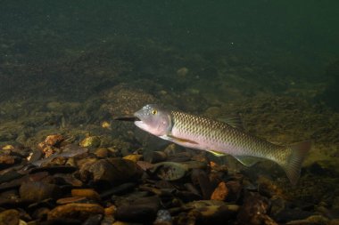 Kaya ve bina tepeciklerini tutan 