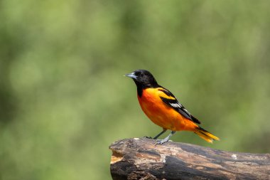 Baltimore Oriole Bir kütük üzerinde
