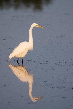 Altın saatinde bataklıkta büyük balıkçıl
